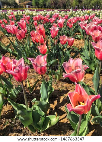 Colorful tulips in beautiful Tuscany