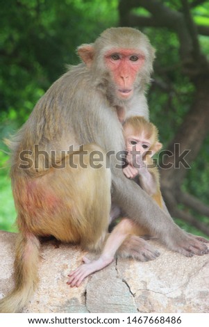 The monkey mother holds the baby in the embrace.Is a picture showing the love and relationship of mother and child.Mother'Day.