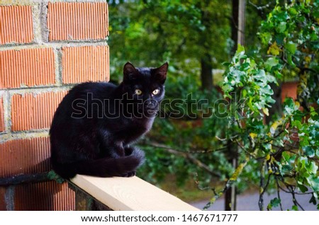 Black beautiful female cat posing for photography. -Nica, Latvia