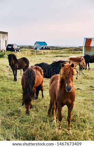 Icelandic horses. The Icelandic horse is a breed of horse developed in Iceland.
