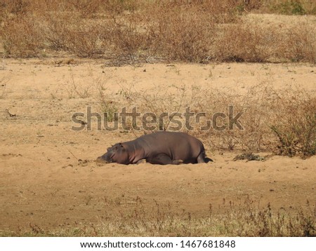 Hippo lying on the ground.