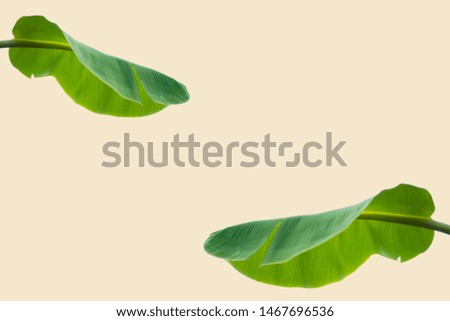 Natural banana leaves on a pastel-colored background including cutting paths