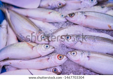 different types of fresh fish on ice in a fish market
