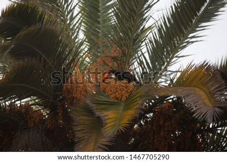 Toucan in a palm with a blue sky background