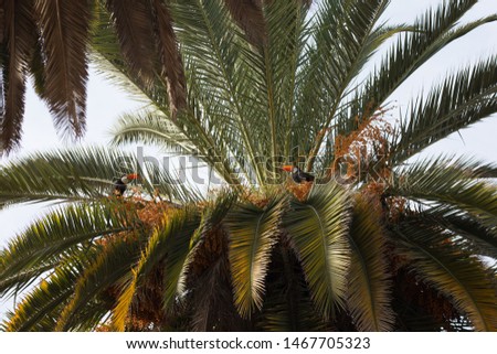 Toucan in a palm with a blue sky background