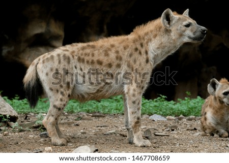 The hyena is Africa’s most common large carnivore.
