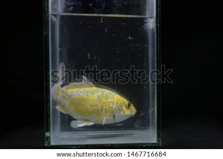 gold metallic fish in small aquarium