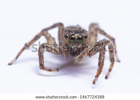 Isolated jumping spider on white background, drop of water on hairy head and round eyes, spider is bug eater, close up shot, macro photo