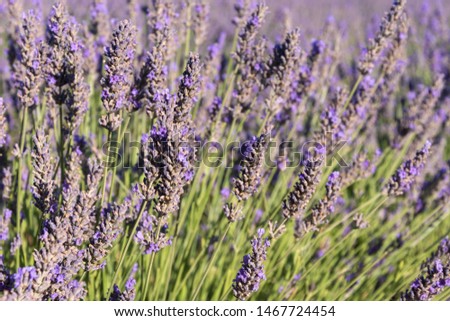 Close-up of lavender spikes in a field in Brihuega, Spain, Europe