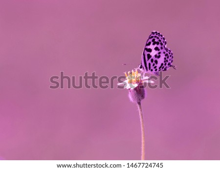 Small butterfly seeking nectar on a flower, insect with black dots on white wings stay on yellow flower, isolated picture with purple background