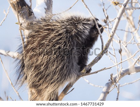 Porcupine in a tree in the winter