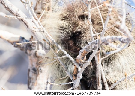 Porcupine in a tree in the winter