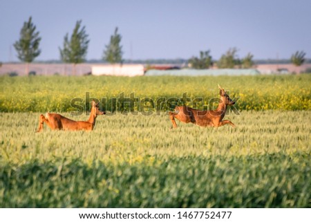 Roe deer couple jump over wheat field. European wildlife close up. Animal in the air.