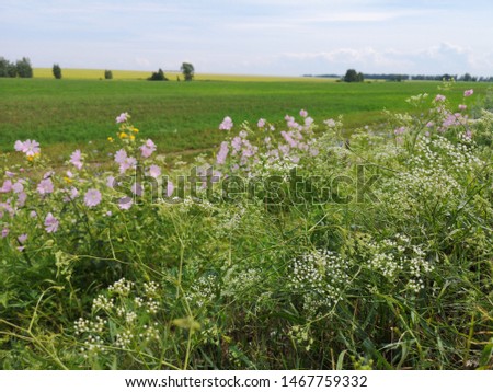 Walk through Russian fields, meadows, village 