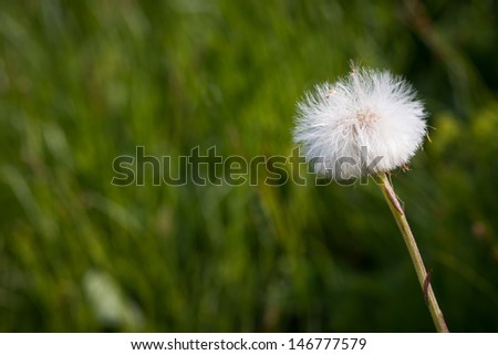 blowball dandelion with green background