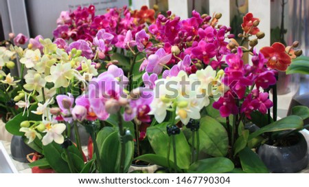 Beautiful multicolored mini phalaenopsis orchid in flower pots. Сolorful Orchid flowers in pots at a flower show Royalty-Free Stock Photo #1467790304