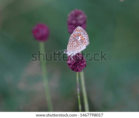 Butterfly in the wild on a flower