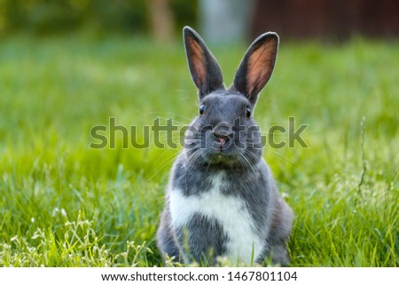 close front portrait of a cute grey rabbit laying on the green grassy field feasting on grasses while staring at you with a smile on its face Royalty-Free Stock Photo #1467801104