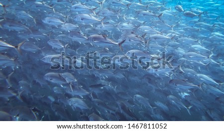 School of reef fish in the sea of cortez