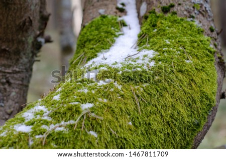 Green moss on the pine tree peel in winter, with snow on the top.