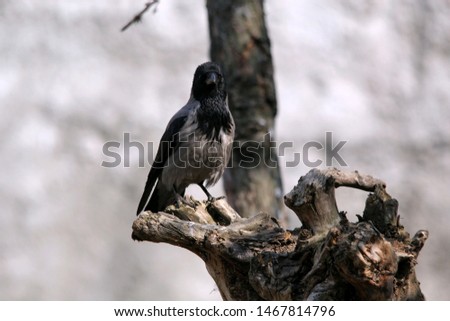 The gray Raven sits on a tree branch and looks