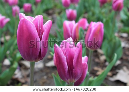 A picture of a few violet tulips blooming. 