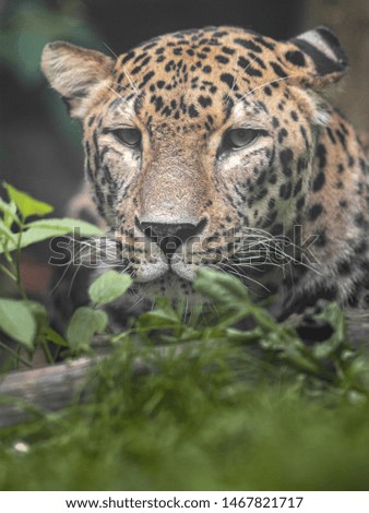 Portrait of Persian leopard in grass.