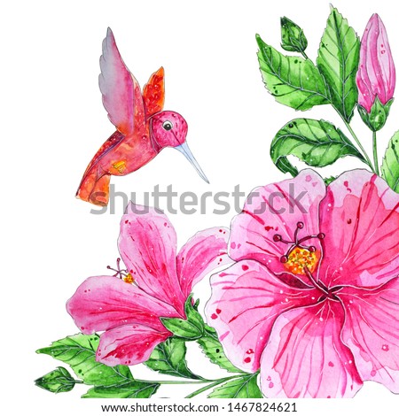 Hand painted watercolor tropical birds. Flying colibri above the hibiscus flowers isolated on white background to create delicate designs for weddings, logotype, greeting cards, mood boards, magazines