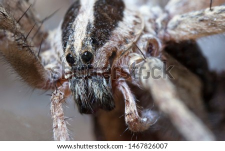living wolf spider, tarantula, closeup