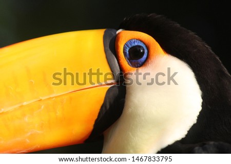 Closeup of Toucan With Bright Blue Eye and Orange Beak
