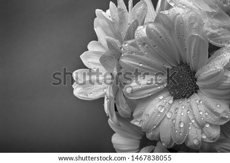 Chamomile or camomile flower with drops of water on the white petals after rain. Daisy with drops of dew in black and white.