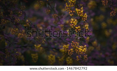 abstract background of flowers. purple flowers in the garden