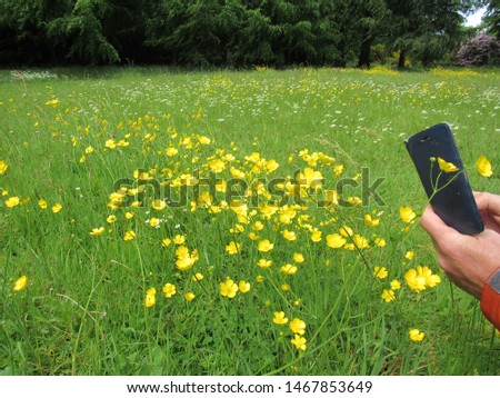 A male capturing a photograph of yellow  blooms on his mobile phone in an English meadow