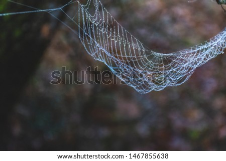 Morning dew drops on spider web in bokeh background. Spider web in nature. Spider web with some water droplets early in the morning