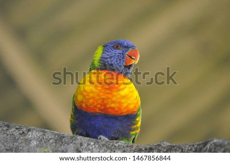 Colourful rainbow Lorikeet sitting on a branch 