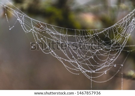 Morning dew drops on spider web in bokeh background. Spider web in nature. Spider web with some water droplets early in the morning