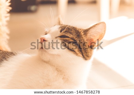Cute striped gray adult cat lies on the floor and relaxes in the sunlight