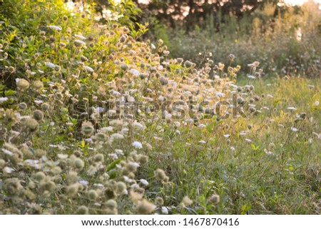Soft Misty Focus of Hundreds of Queen Anne's Lace Flowers in Meadow, dappled by the sun