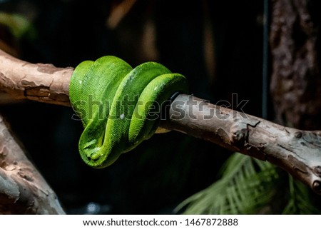Green venom viper snake is sleeping on a branch closeup. Cute snake is hanging on a tree background. 