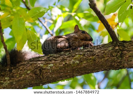 Gray squirrel sitting on branch in tree among leaves holding nut with sharp claws and eating.