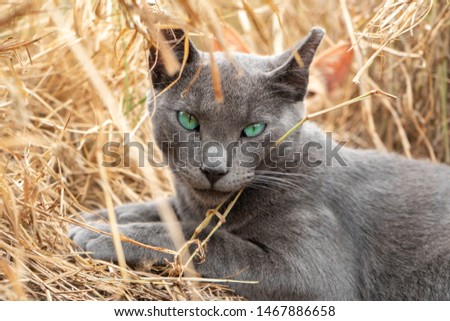 Cute cat with green eyes liing in dry grass