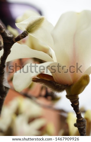 Pure white magnolia in light