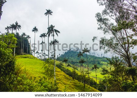 Cocora Valley, is located near the city of Salento in Quindio, Colombia. You just have to get the transports that take you to the place and you can enjoy a beautiful afternoon in the Valley