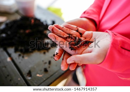 Closeup of girl's hands handling earthworms as natural bait to be placed on the end of a fishing hook for fishing. Hands are against a bokeh background table full of worms and dirt