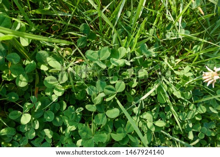 four-leaf clover, luck, nature, symbol