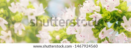 Marjoram oregano white flowers in summer garden, close up macro. Flowering Marjoram plant. Wild Marjoram,  banner. Oregano blossoms