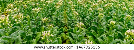 Tobacco flowers, banner.  Flowering tobacco plants on tobacco field background, web wide