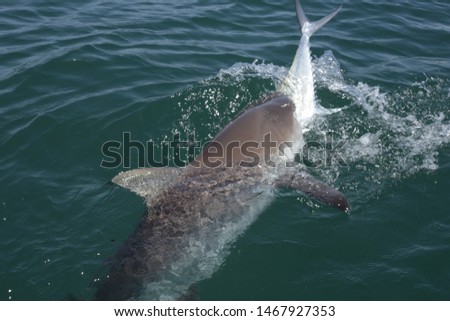 shark attacking fish  head first