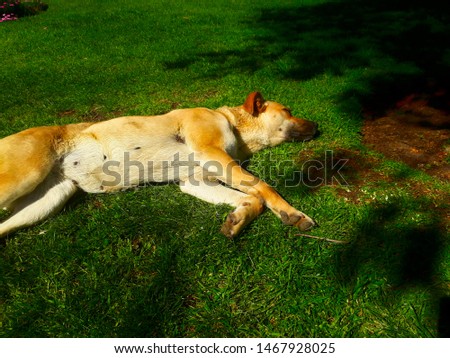Beautiful Dog sleeping in the park