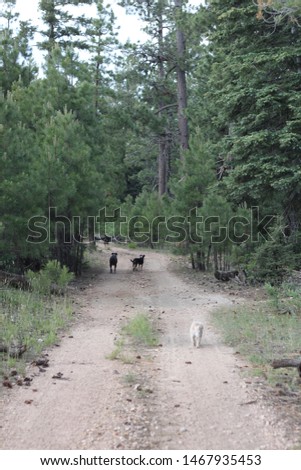 puppies hiking on a trail 8942